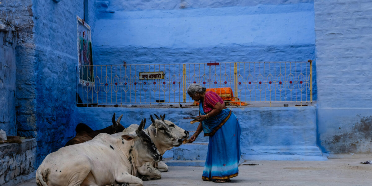 Fear and Faith: Cow Vigilantism and Muslim Lynchings in India